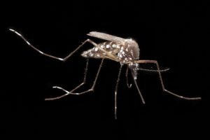 Aedes aegypti mosquito, the dengue carrier targeted by the new dengue vaccine