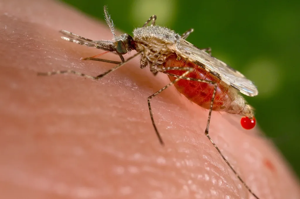 Anopheles mosquito on skin, the malaria carrier, as the malaria vaccine price falls