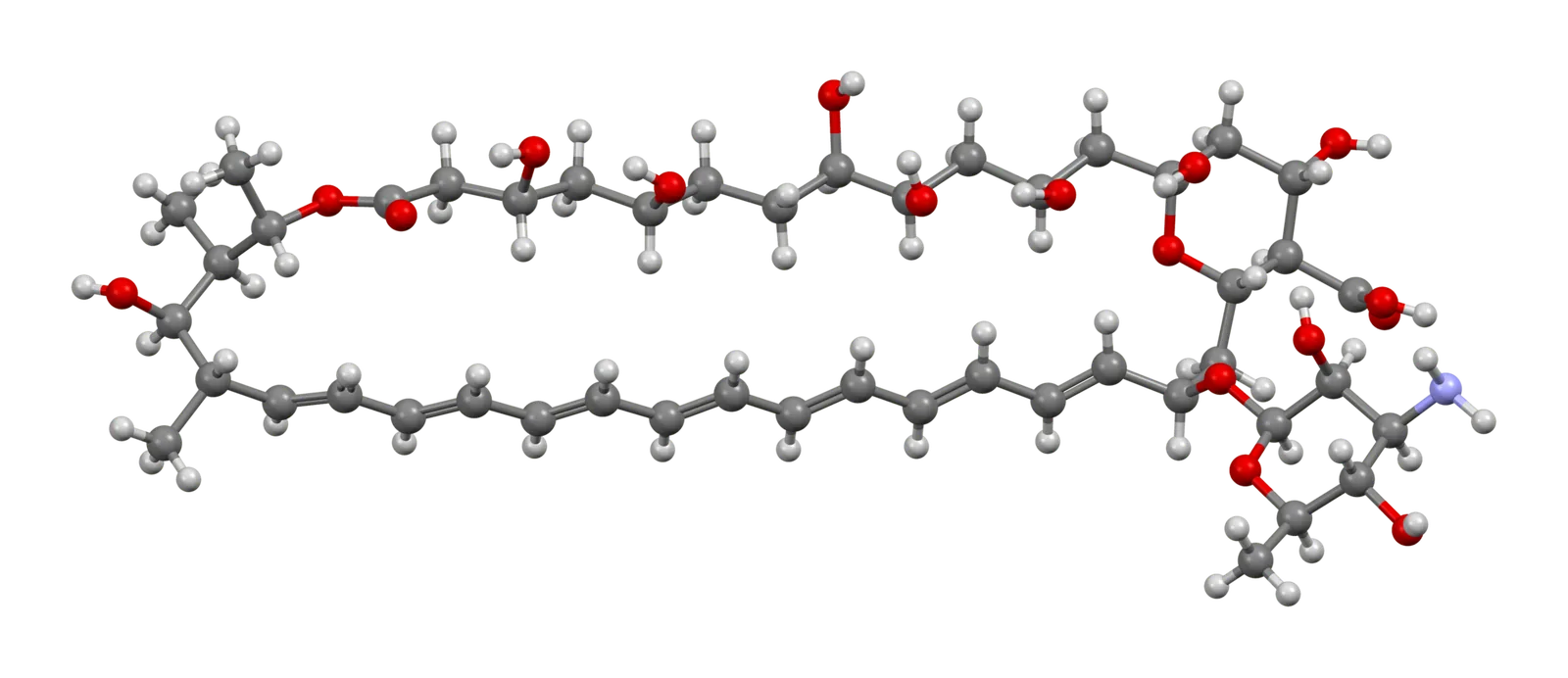 Ball-and-stick model of the amphotericin B molecule, the black fungus drug's active ingredient