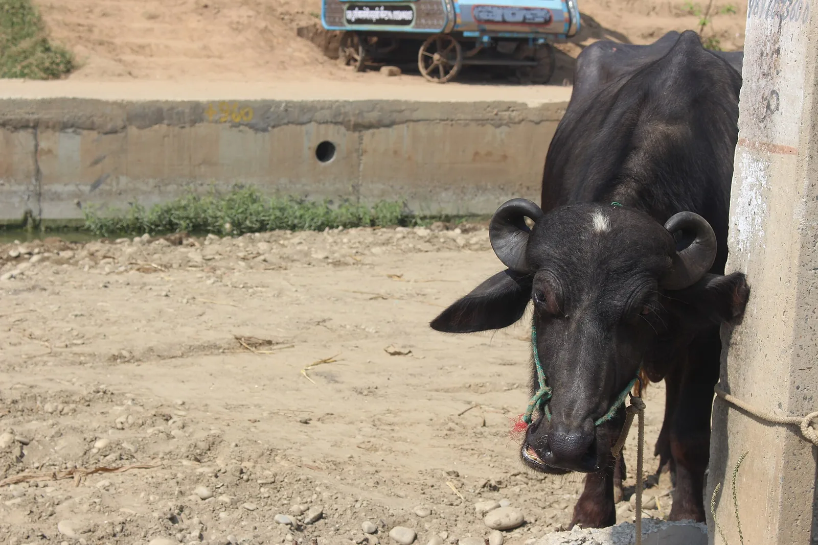 Buffalo tied near a canal outside Delhi, as villagers seek grazing land