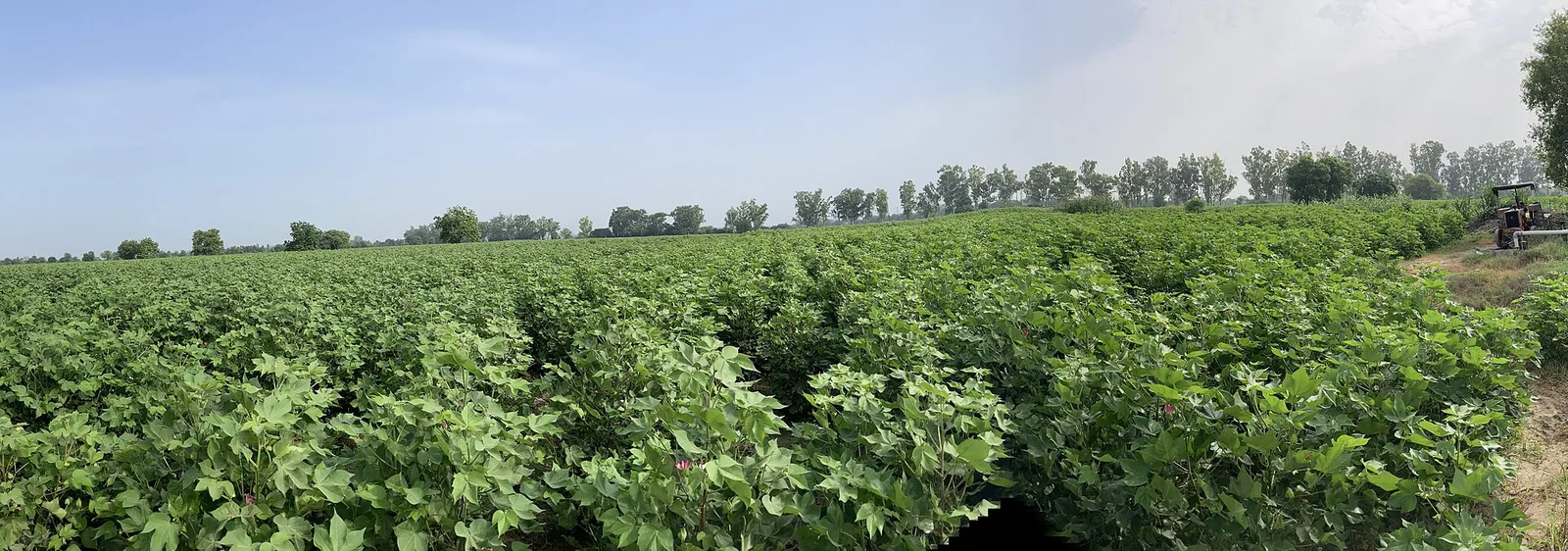 Cotton farm in Punjab, whose farm products the Punjab chief minister promoted in Paris