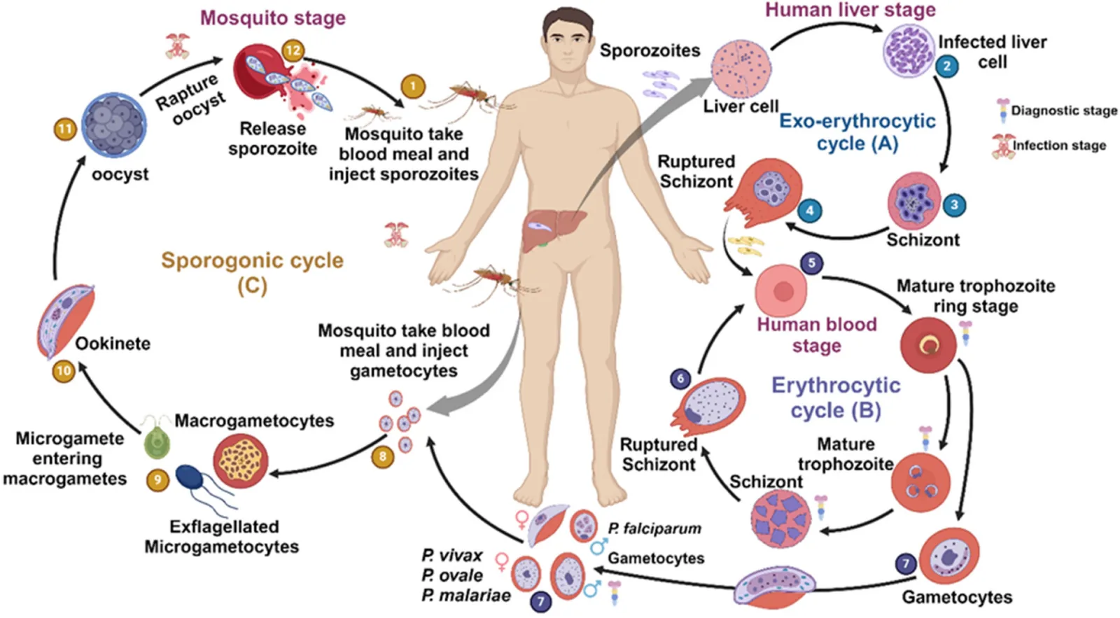 Diagram of the malaria parasite life cycle between mosquito and human