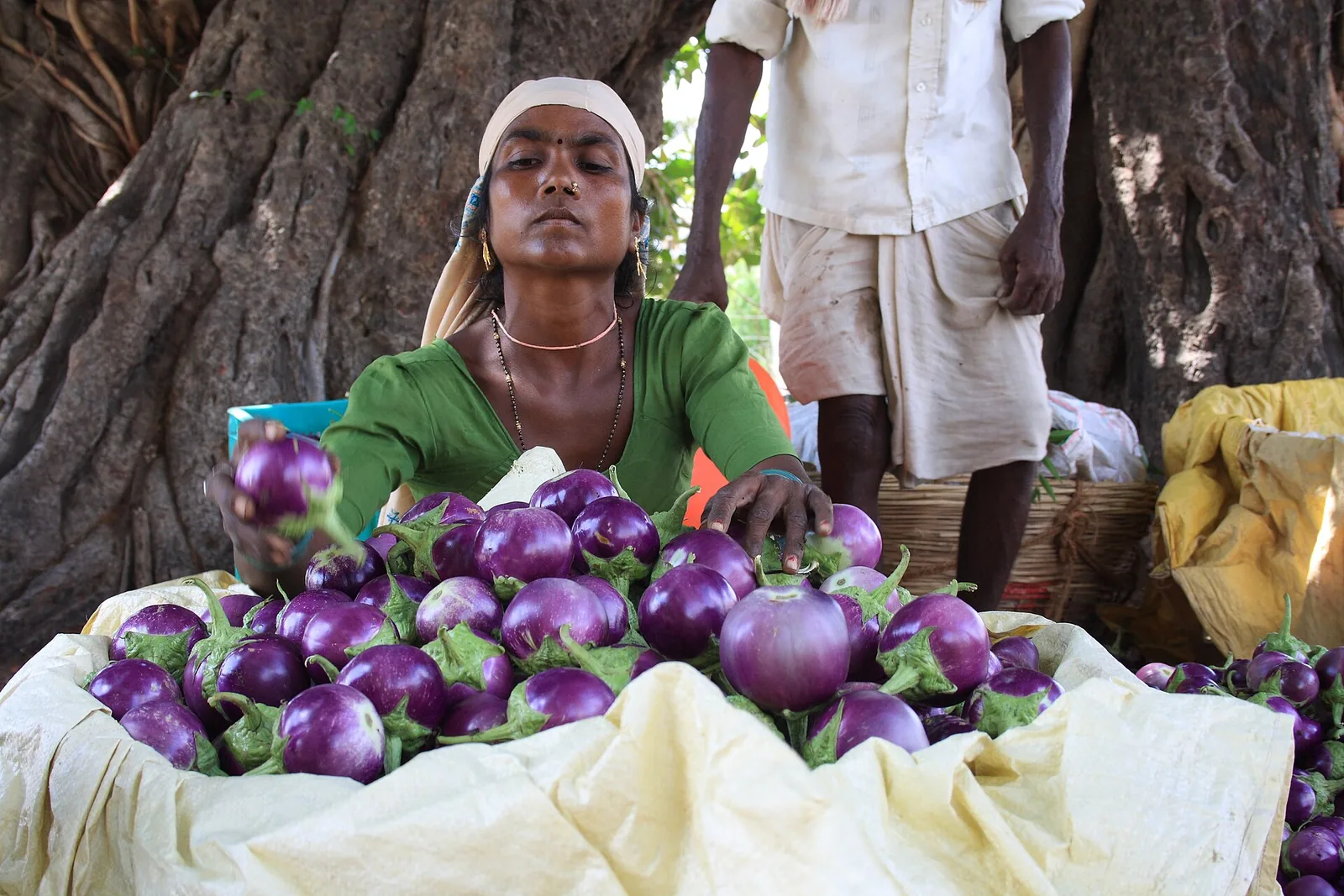 Farm worker sorting brinjals on a farm in India, representative image