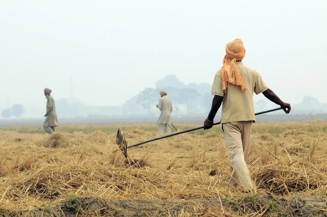 Farm workers raking paddy straw in a harvested rice field in Punjab