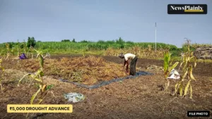 Farmer gathering harvested soybean in a dry Maharashtra field, file photo for Maharashtra drought aid