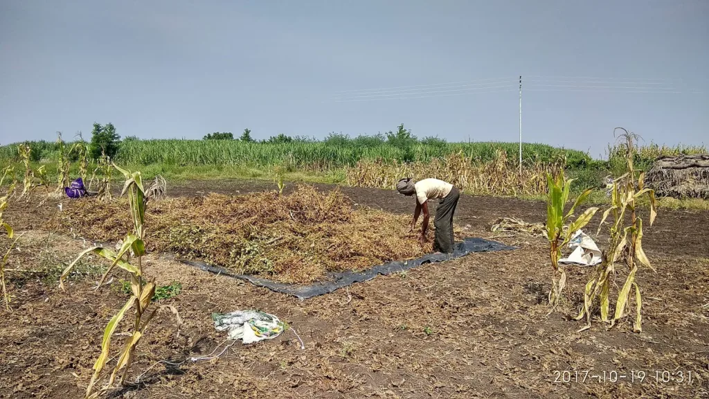 Farmer gathering harvested soybean in a dry Maharashtra field, file photo for Maharashtra drought aid