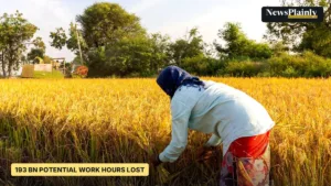 Farmer harvesting rice by hand in Raichur, Karnataka, Lancet Countdown India heat story