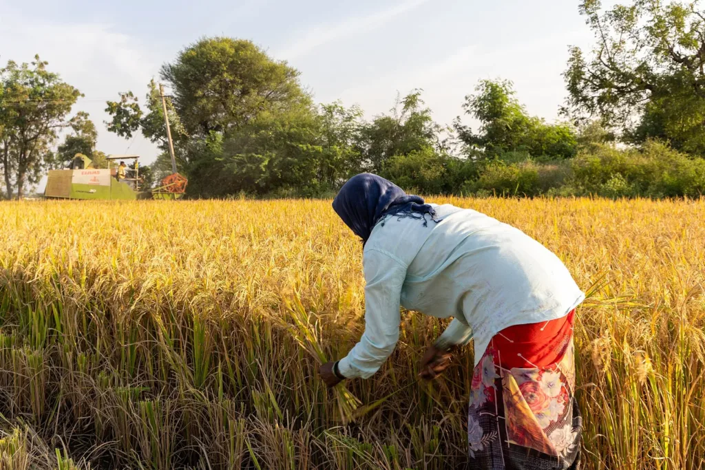 Farmer harvesting rice by hand in Raichur, Karnataka, Lancet Countdown India heat story