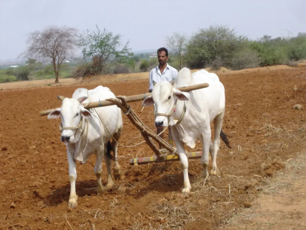 Farmer ploughing a dry field with bullocks in Mahabubnagar, an area facing Telangana drought