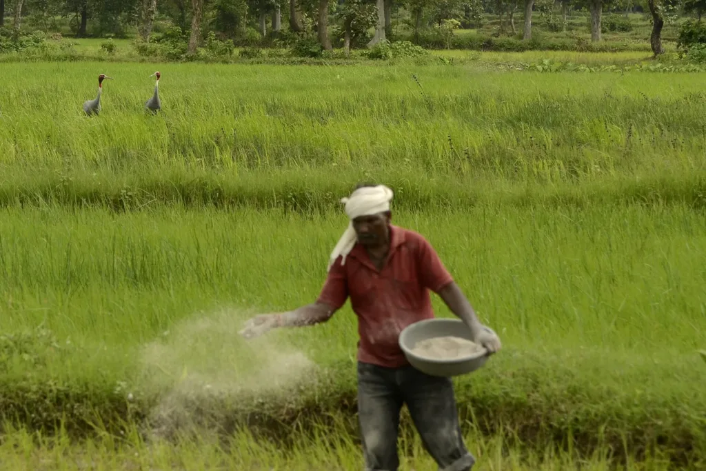 Farmer spreading fertiliser in a field, as ICRIER proposes fertiliser subsidy reform