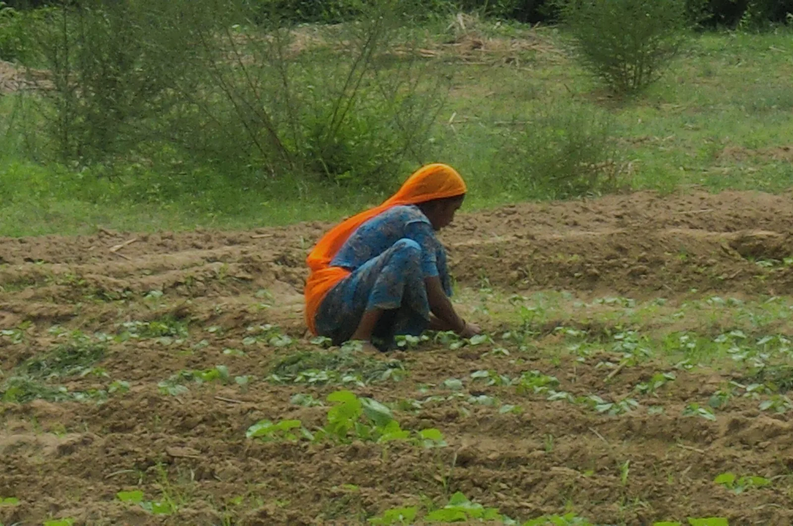 Farmer tending a field near Varanasi in eastern Uttar Pradesh, where climate zones have shifted