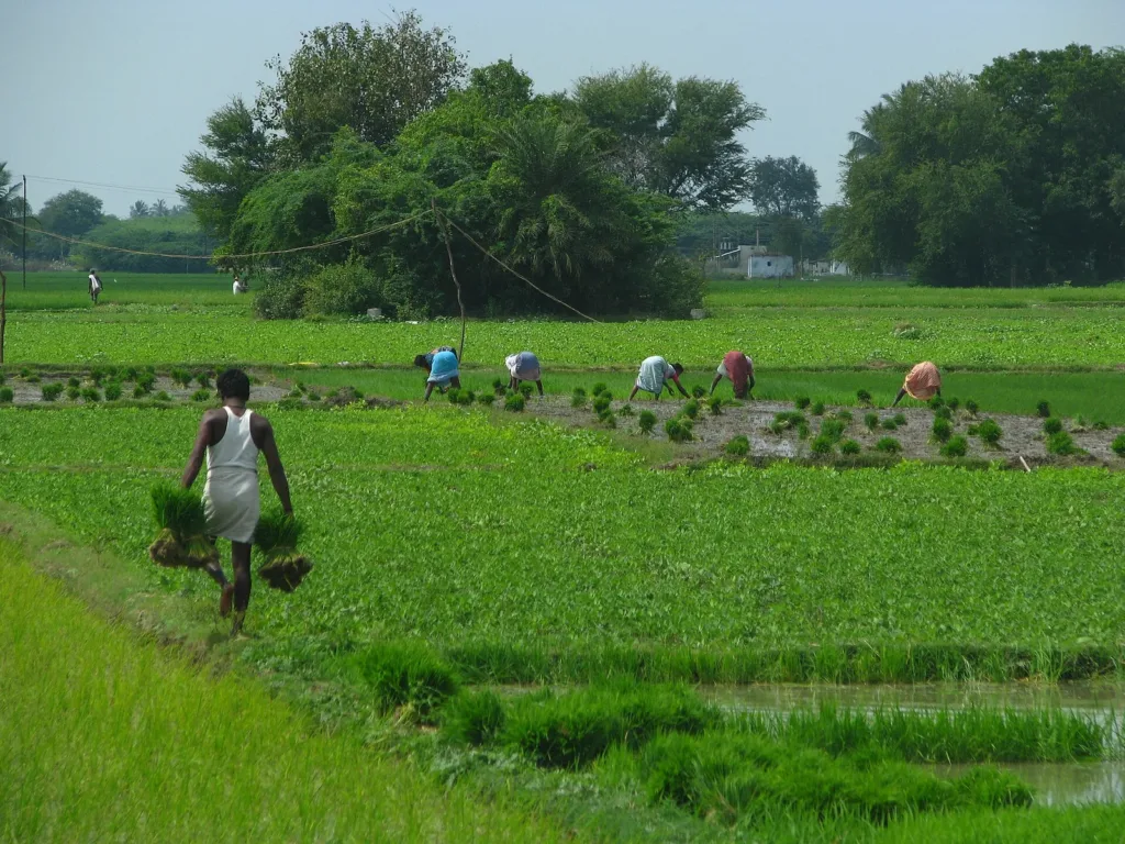 Farmers planting paddy in Tamil Nadu as farmer ID count crosses 11 crore