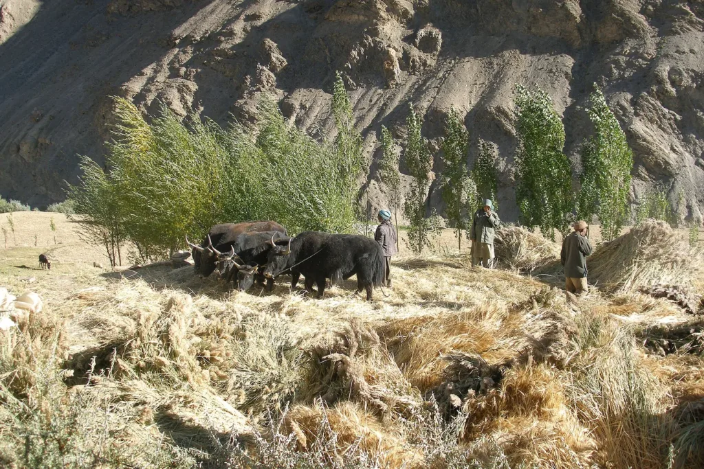 Farmers threshing the harvest with yaks in Lamayuru as Ladakh organic status is declared