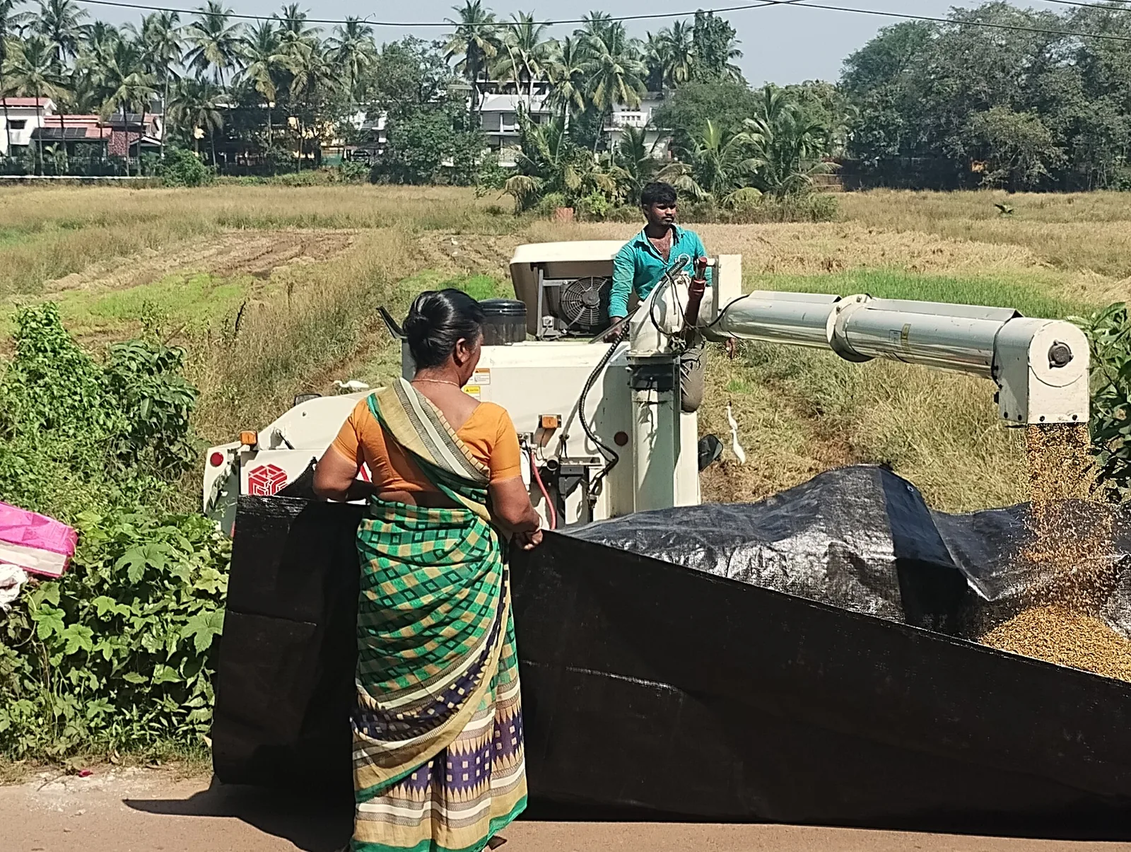 Farmers waiting for a harvester at a paddy field in Saligao, Goa