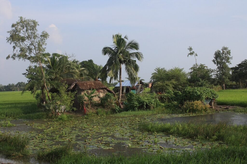 Farmhouse with solar panels beside rice fields in the Sundarbans, as agrivoltaics plan advances
