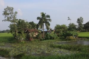 Farmhouse with solar panels beside rice fields in the Sundarbans, as agrivoltaics plan advances