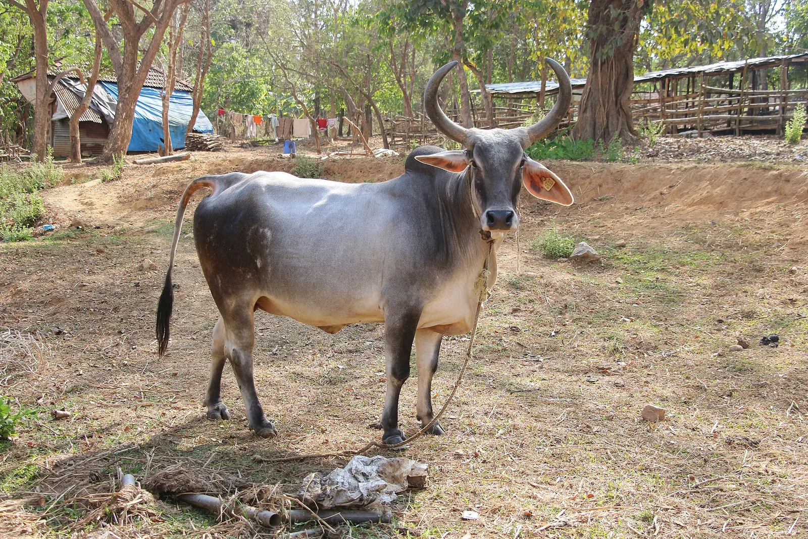 Kankrej cow, the breed the Bhildi centre in Banaskantha works on