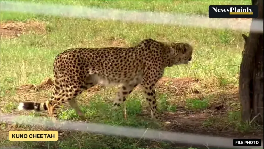 Kuno cheetah walking in an enclosure at Kuno National Park, 2022 file photo