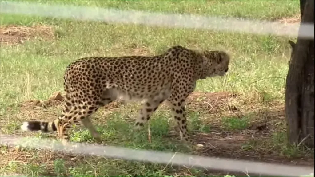 Kuno cheetah walking in an enclosure at Kuno National Park, 2022 file photo