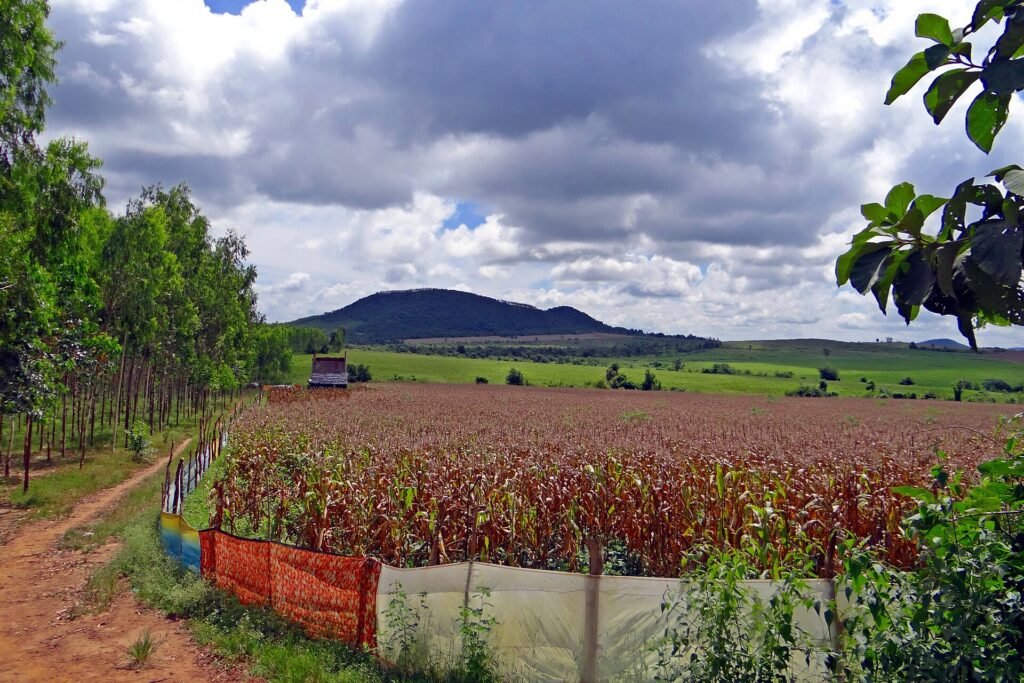Maize crop growing on a farm in rural India as maize ethanol demand grows