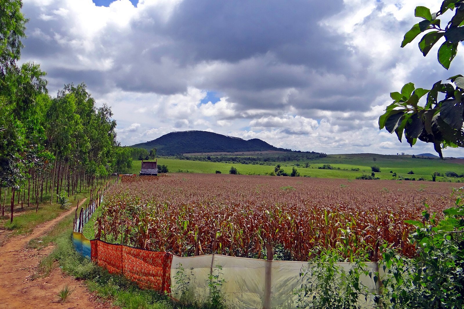 Maize crop growing on a farm in rural India as maize ethanol demand grows