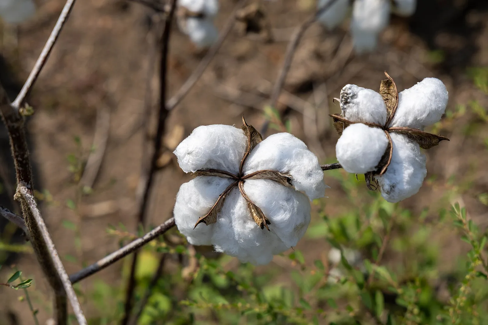 Mature cotton bolls ready for picking in Raichur, Karnataka, file photo