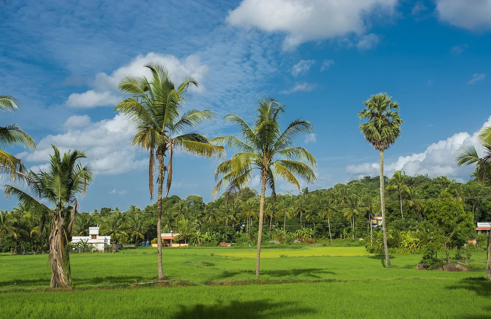 Paddy field in Kerala, part of the south that the IMD climate study found has become wetter