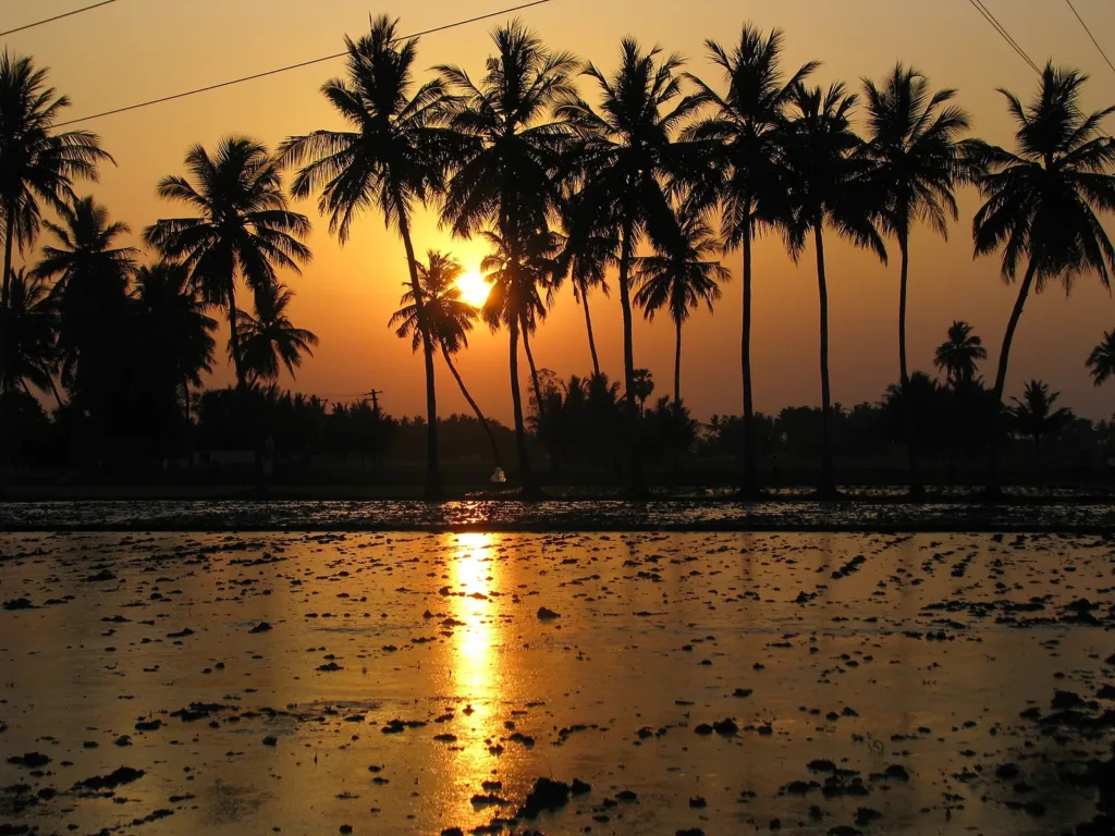 Paddy fields at sunset in Kancheepuram, Tamil Nadu, as El Nino 2026 threatens rain