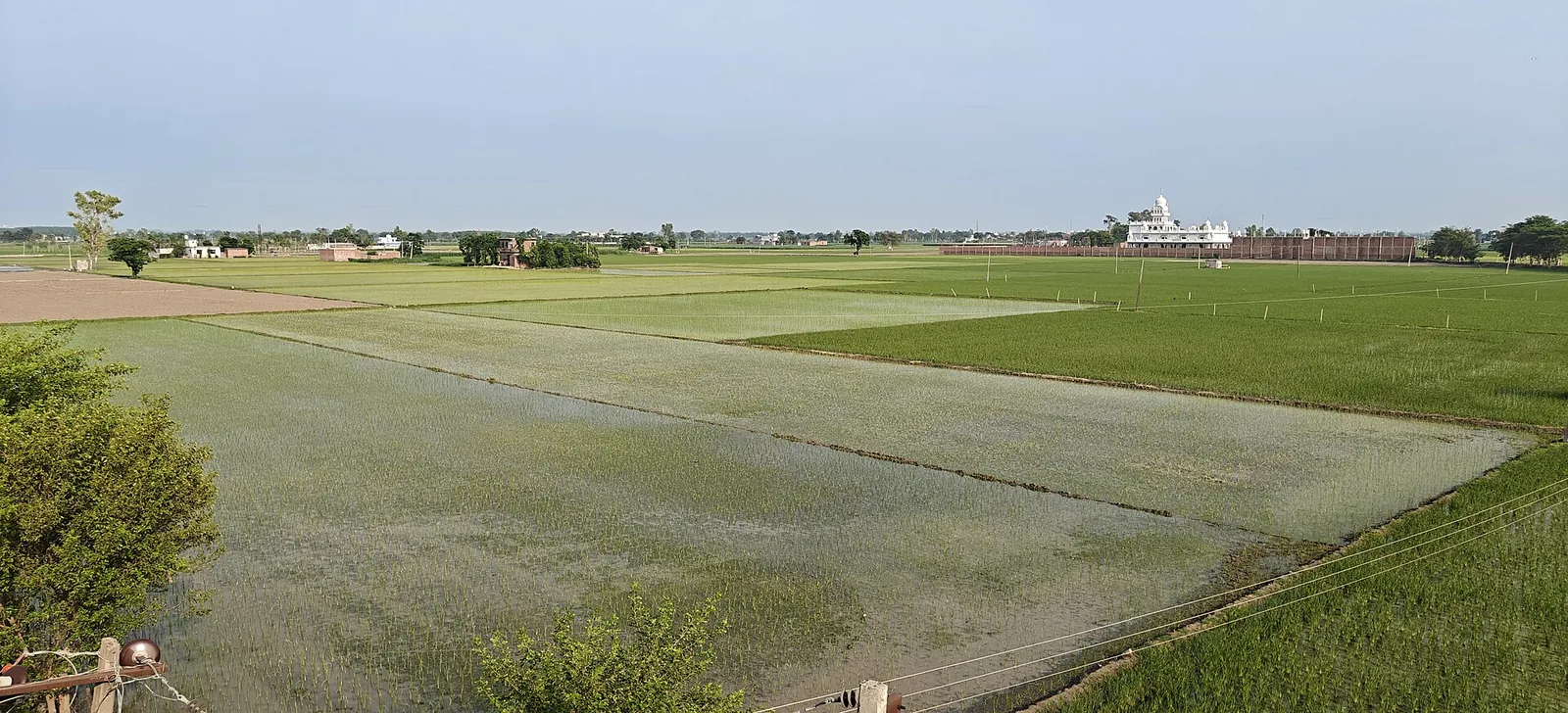 Paddy fields in Batala, Punjab, a state with high nitrogen overuse