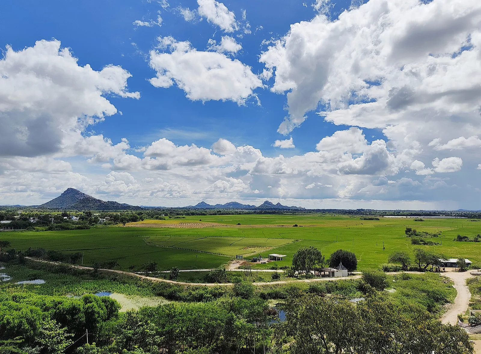 Paddy fields in Mahabubnagar, the water-hungry crop farmers are told to avoid in the Telangana drought