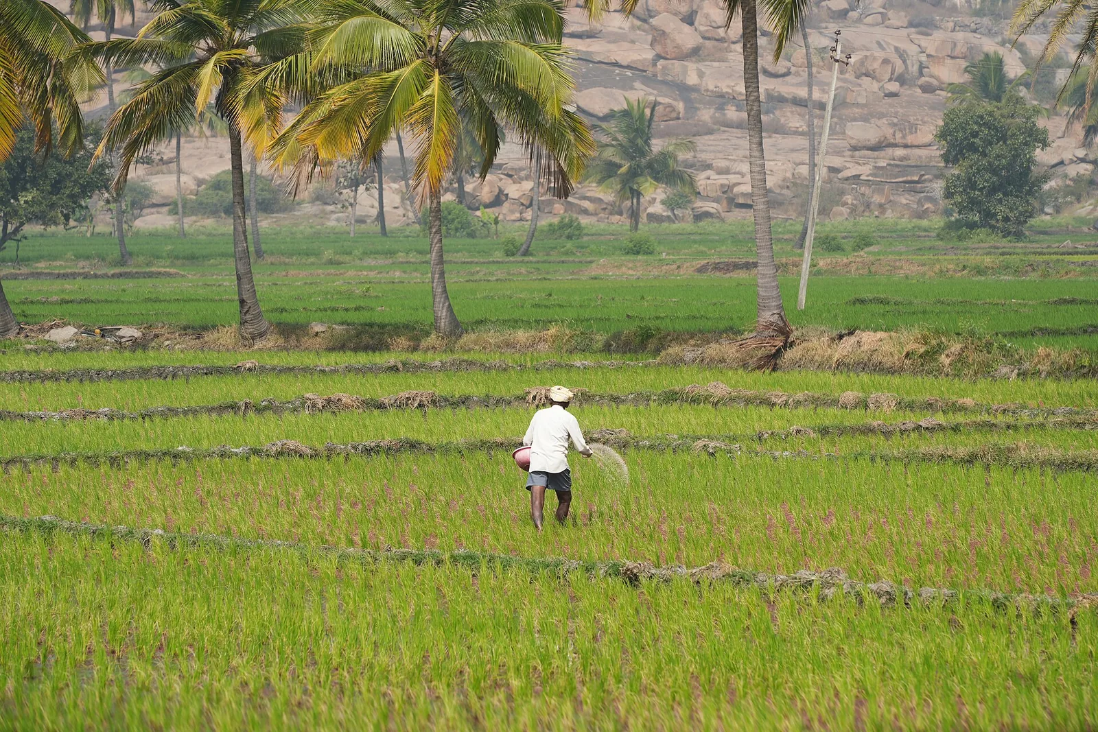 Rice farmer sowing a paddy field in Anegundi, Karnataka