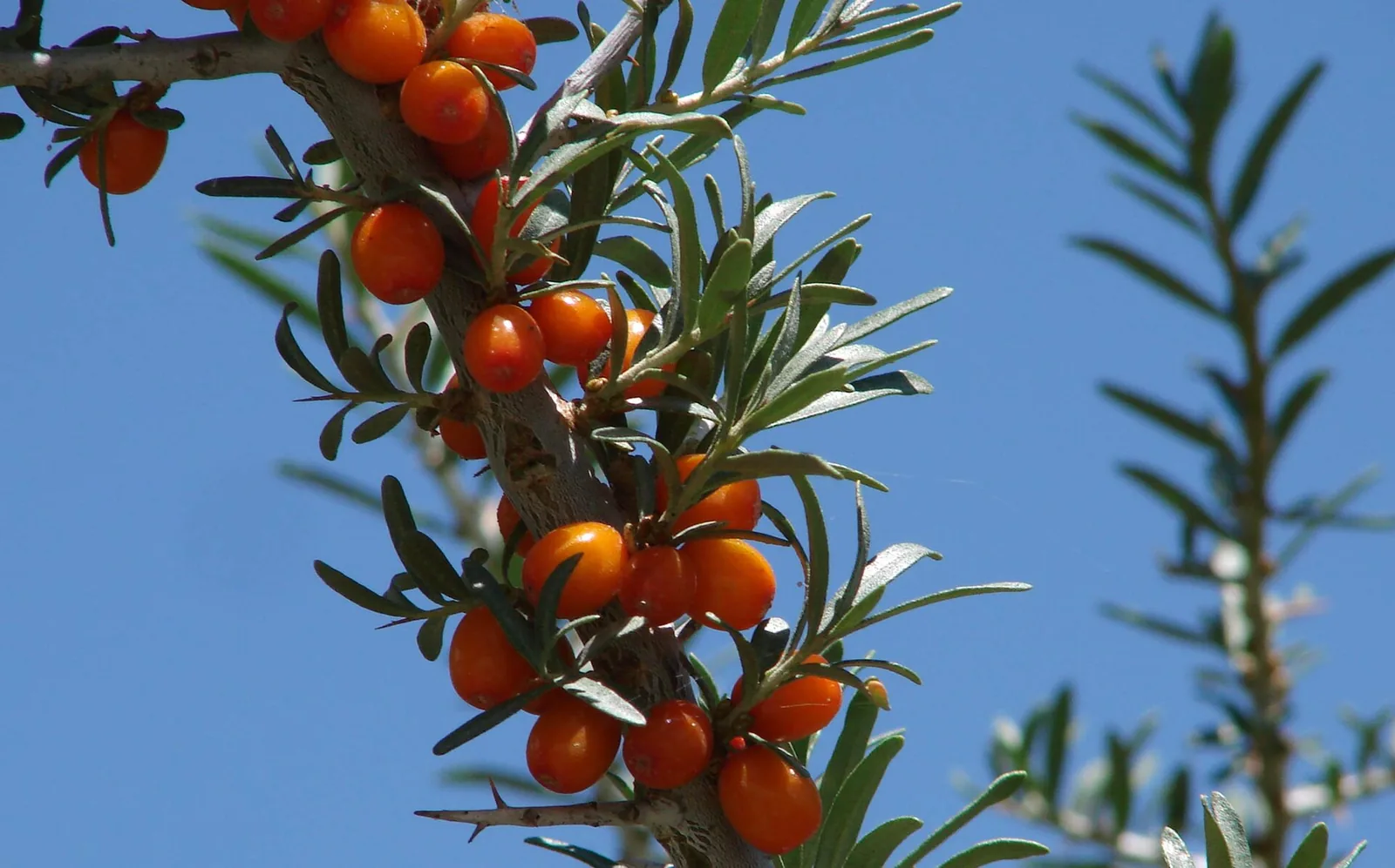 Sea buckthorn berries from Leh, one of the crops in Ladakh organic farming
