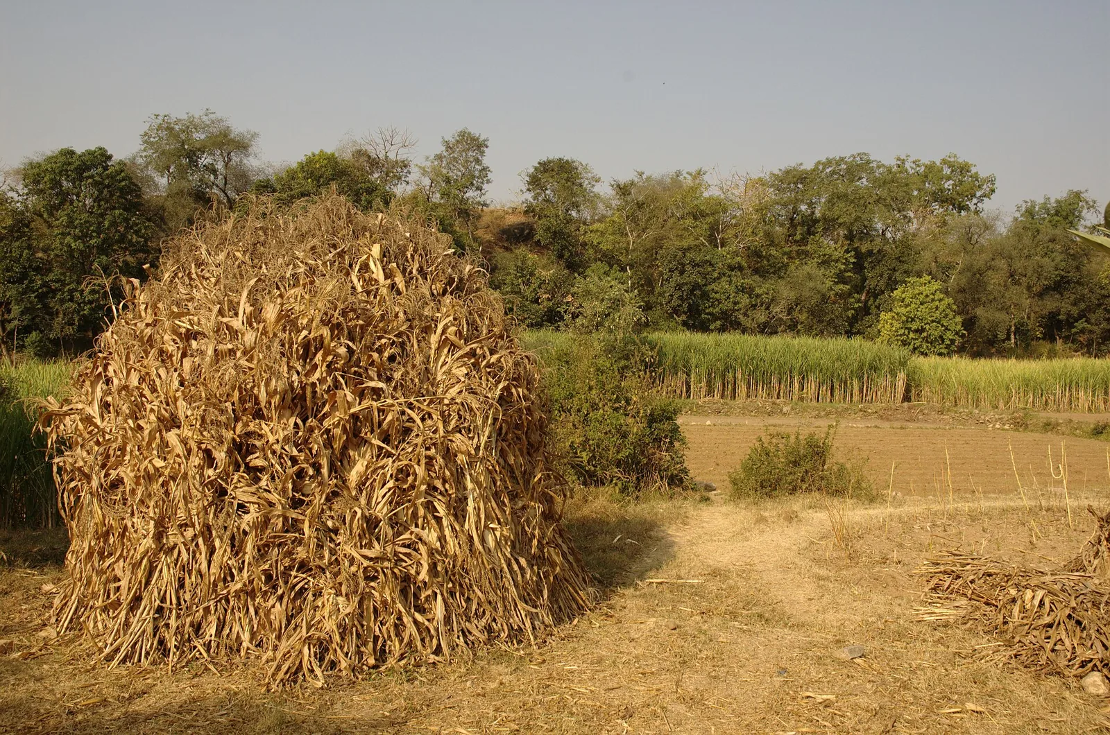 Sugarcane field in Rajasthan with harvested cane stalks in front, file photo