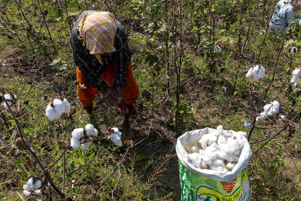 Woman picking cotton in a field in Raichur, Karnataka, cotton import duty story