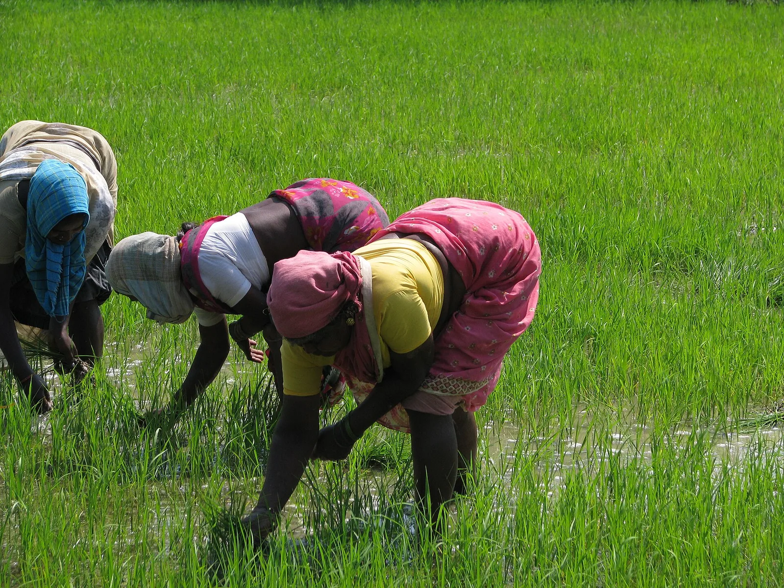 Women planting rice paddy in Kancheepuram district, Tamil Nadu, representative image of farm work