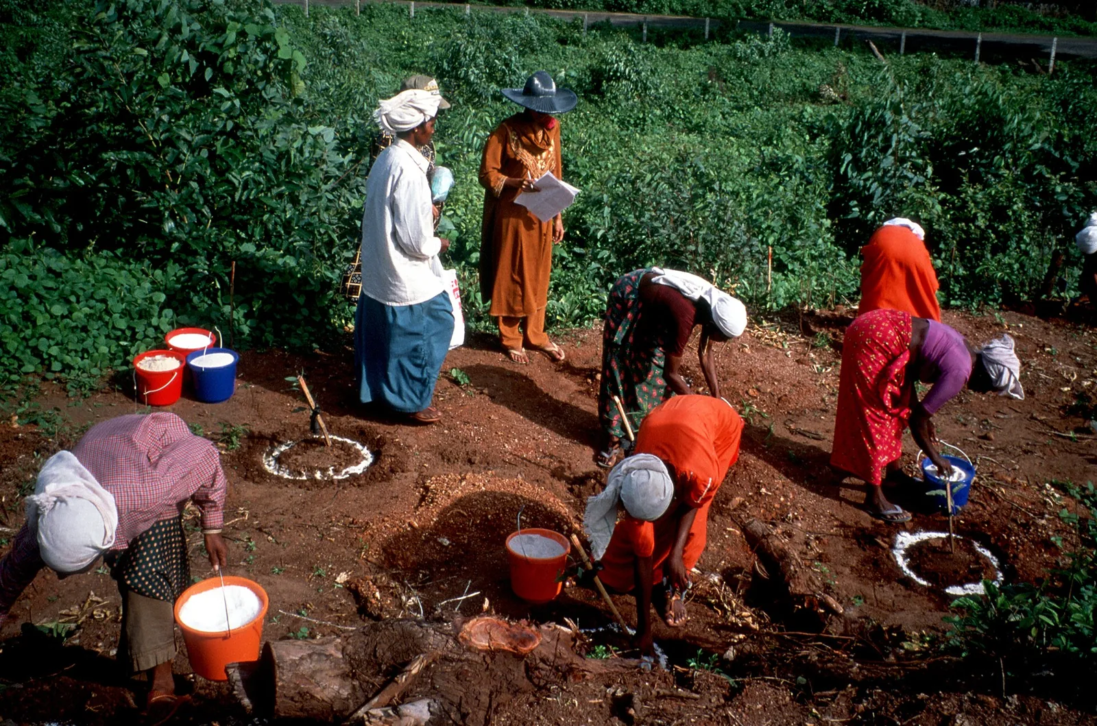 Workers applying fertiliser to seedlings in Kerala as fertiliser production falls